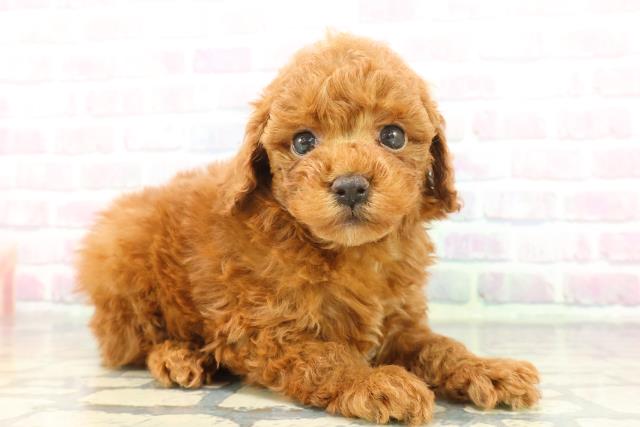 埼玉県のトイプードル(トイ) (Coo&RIKU大宮店/2025年12月9日生まれ/男の子/レッド)の子犬の3枚目の画像