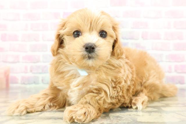 北海道のマルプー(マルチーズ×プードル) (Coo&RIKU函館店/2025年12月9日生まれ/男の子/アプリコットホワイト)の子犬の2枚目の画像