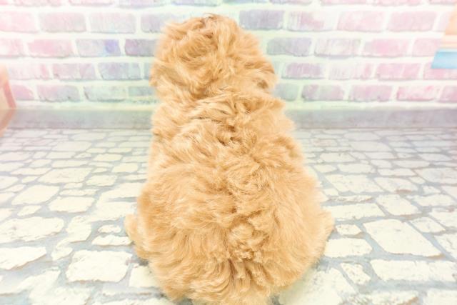 北海道のマルプー(マルチーズ×プードル) (Coo&RIKU函館店/2025年12月9日生まれ/男の子/アプリコットホワイト)の子犬の4枚目の画像