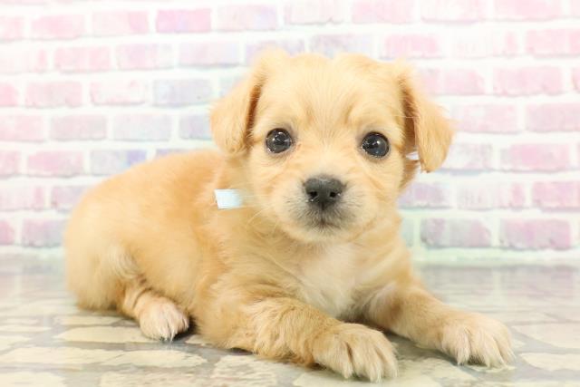 埼玉県のチワックス(チワワ×ダックス) (Coo&RIKU桶川店/2025年12月8日生まれ/男の子/クリーム)の子犬の3枚目の画像