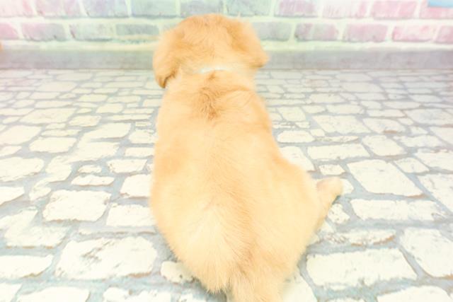 埼玉県のチワックス(チワワ×ダックス) (Coo&RIKU桶川店/2025年12月8日生まれ/男の子/クリーム)の子犬の4枚目の画像