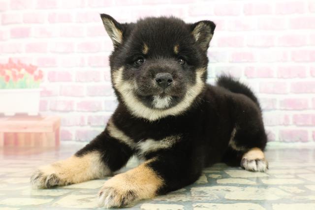 北海道の豆柴 (Coo&RIKU札幌東店/2025年12月6日生まれ/男の子/黒)の子犬の2枚目の画像