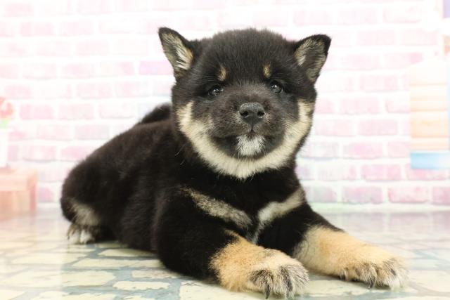 北海道の豆柴 (Coo&RIKU札幌東店/2025年12月6日生まれ/男の子/黒)の子犬の3枚目の画像