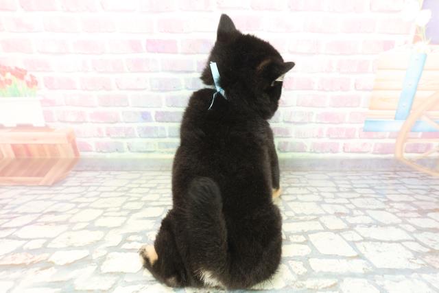 北海道の豆柴 (Coo&RIKU札幌東店/2025年12月6日生まれ/男の子/黒)の子犬の4枚目の画像