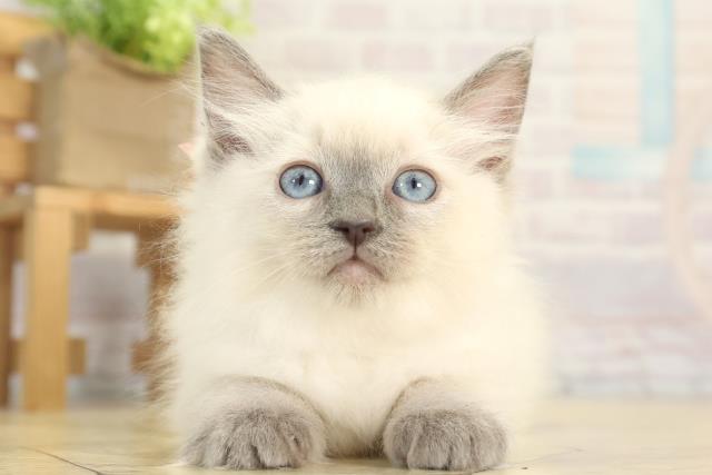 三重県のラグドール (Coo&RIKU四日市店/2025年12月3日生まれ/女の子/ブルーポイントミテッド)の子猫の1枚目の画像