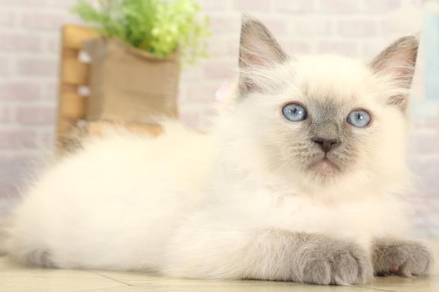 三重県のラグドール (Coo&RIKU四日市店/2025年12月3日生まれ/女の子/ブルーポイントミテッド)の子猫の2枚目の画像