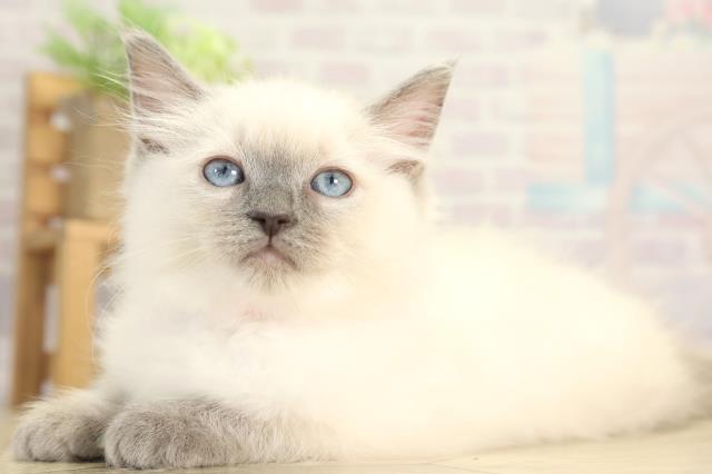 三重県のラグドール (Coo&RIKU四日市店/2025年12月3日生まれ/女の子/ブルーポイントミテッド)の子猫の3枚目の画像