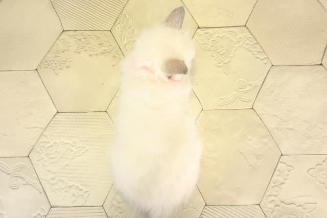 三重県のラグドール (Coo&RIKU四日市店/2025年12月3日生まれ/女の子/ブルーポイントミテッド)の子猫の4枚目の画像