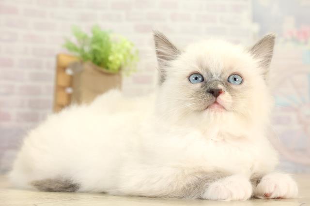 愛知県のラグドール (Coo&RIKU瀬港線守山店/2025年12月3日生まれ/女の子/ブルーポイントミテッド)の子猫の2枚目の画像