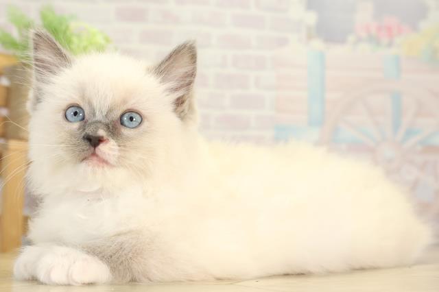 愛知県のラグドール (Coo&RIKU瀬港線守山店/2025年12月3日生まれ/女の子/ブルーポイントミテッド)の子猫の3枚目の画像