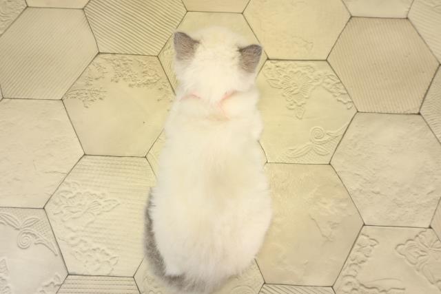 愛知県のラグドール (Coo&RIKU瀬港線守山店/2025年12月3日生まれ/女の子/ブルーポイントミテッド)の子猫の4枚目の画像