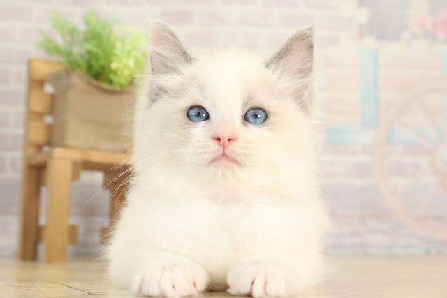 愛知県のラグドール (Coo&RIKU豊橋店/2025年12月3日生まれ/女の子/ブルーポイント)の子猫の1枚目の画像