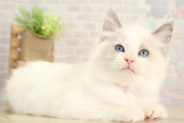 愛知県のラグドール (Coo&RIKU豊橋店/2025年12月3日生まれ/女の子/ブルーポイント)の子猫の2枚目の画像