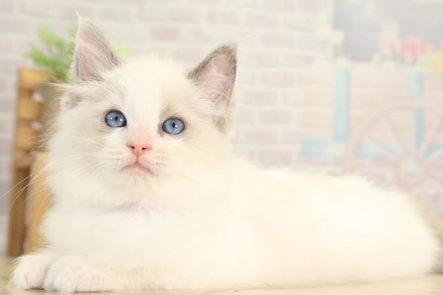 愛知県のラグドール (Coo&RIKU豊橋店/2025年12月3日生まれ/女の子/ブルーポイント)の子猫の3枚目の画像