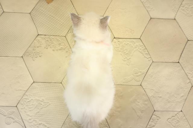愛知県のラグドール (Coo&RIKU豊橋店/2025年12月3日生まれ/女の子/ブルーポイント)の子猫の4枚目の画像