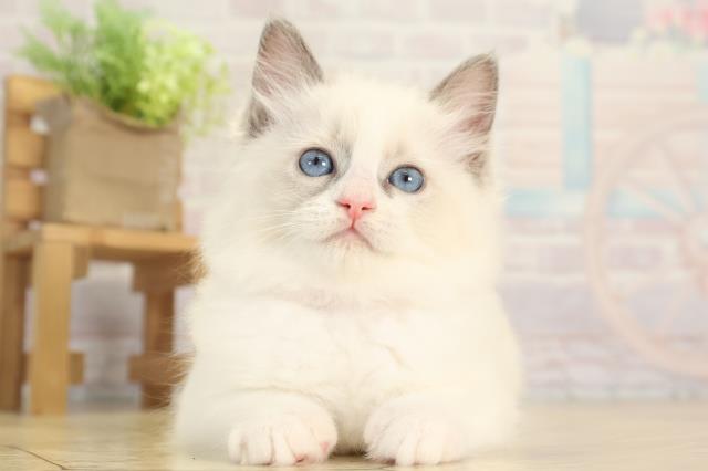 愛知県のラグドール (Coo&RIKU豊田店/2025年12月3日生まれ/女の子/ブルーポイント)の子猫の1枚目の画像