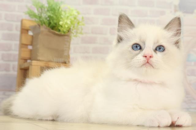 愛知県のラグドール (Coo&RIKU豊田店/2025年12月3日生まれ/女の子/ブルーポイント)の子猫の2枚目の画像