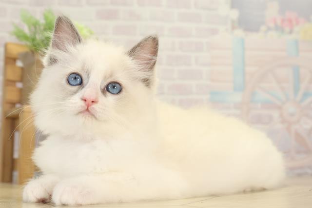 愛知県のラグドール (Coo&RIKU豊田店/2025年12月3日生まれ/女の子/ブルーポイント)の子猫の3枚目の画像