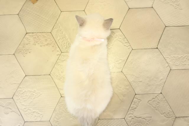 愛知県のラグドール (Coo&RIKU豊田店/2025年12月3日生まれ/女の子/ブルーポイント)の子猫の4枚目の画像