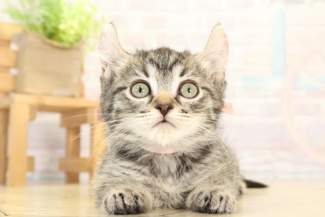 三重県のキンカロー (Coo&RIKU四日市店/2025年11月28日生まれ/女の子/ブラウンタビー)の子猫の1枚目の画像