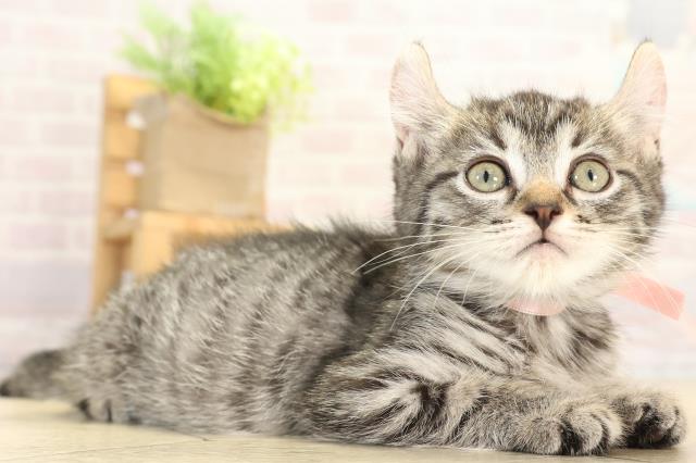 三重県のキンカロー (Coo&RIKU四日市店/2025年11月28日生まれ/女の子/ブラウンタビー)の子猫の2枚目の画像