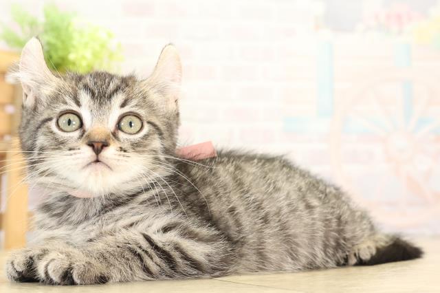 三重県のキンカロー (Coo&RIKU四日市店/2025年11月28日生まれ/女の子/ブラウンタビー)の子猫の3枚目の画像