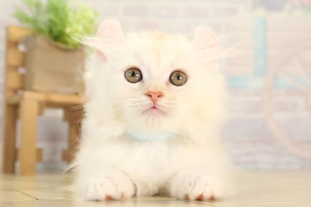 三重県のキンカロー (Coo&RIKU津高茶屋店/2025年11月28日生まれ/男の子/クリームタビー)の子猫の1枚目の画像