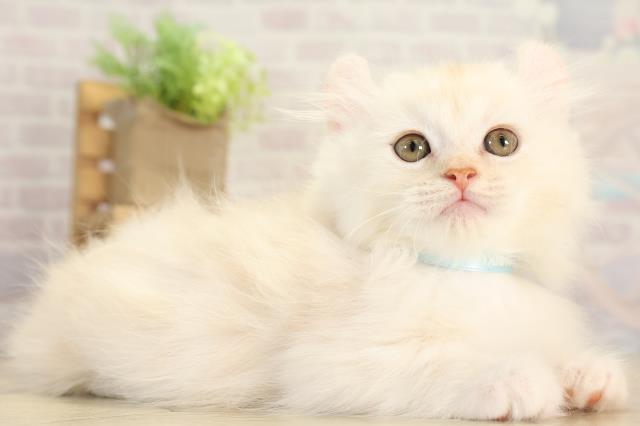 三重県のキンカロー (Coo&RIKU津高茶屋店/2025年11月28日生まれ/男の子/クリームタビー)の子猫の2枚目の画像