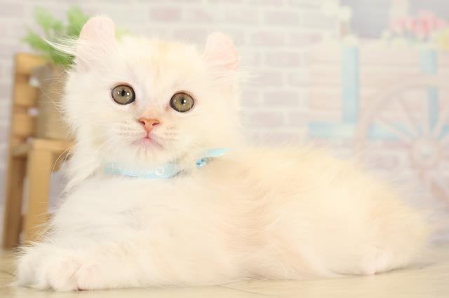 三重県のキンカロー (Coo&RIKU津高茶屋店/2025年11月28日生まれ/男の子/クリームタビー)の子猫の3枚目の画像