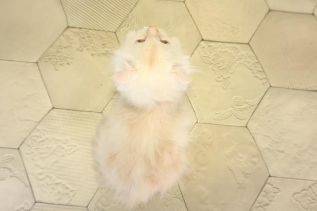 三重県のキンカロー (Coo&RIKU津高茶屋店/2025年11月28日生まれ/男の子/クリームタビー)の子猫の4枚目の画像