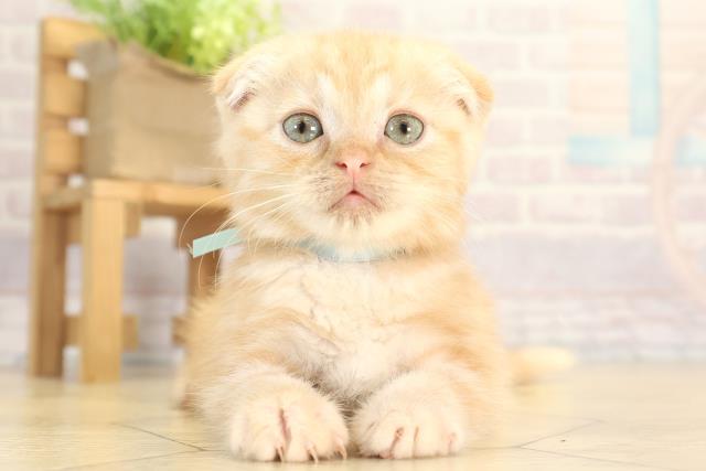 愛知県のスコティッシュフォールド (Coo&RIKU名古屋みなと店/2025年11月29日生まれ/男の子/カメオタビー)の子猫の1枚目の画像