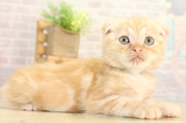 愛知県のスコティッシュフォールド (Coo&RIKU名古屋みなと店/2025年11月29日生まれ/男の子/カメオタビー)の子猫の2枚目の画像