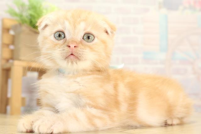 愛知県のスコティッシュフォールド (Coo&RIKU名古屋みなと店/2025年11月29日生まれ/男の子/カメオタビー)の子猫の3枚目の画像