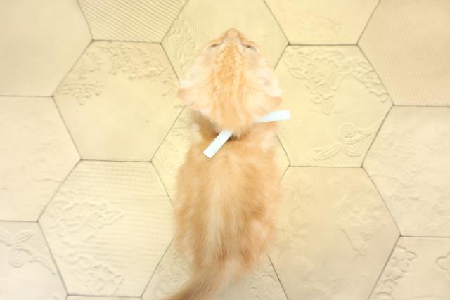 愛知県のスコティッシュフォールド (Coo&RIKU名古屋みなと店/2025年11月29日生まれ/男の子/カメオタビー)の子猫の4枚目の画像