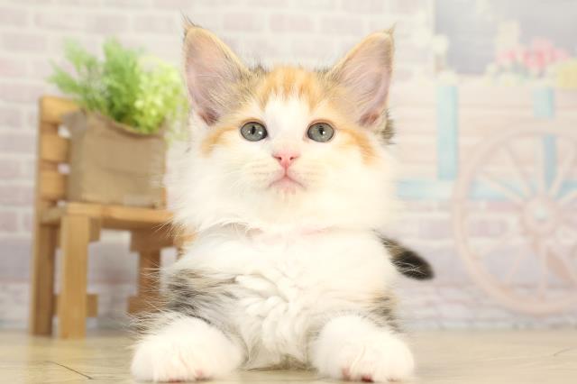 三重県のノルウェージャンフォレストキャット (Coo&RIKU津高茶屋店/2025年12月9日生まれ/女の子/キャリコ)の子猫の1枚目の画像