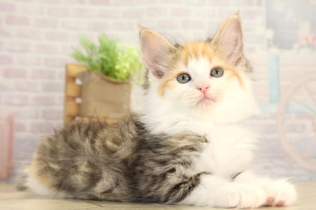 三重県のノルウェージャンフォレストキャット (Coo&RIKU津高茶屋店/2025年12月9日生まれ/女の子/キャリコ)の子猫の2枚目の画像