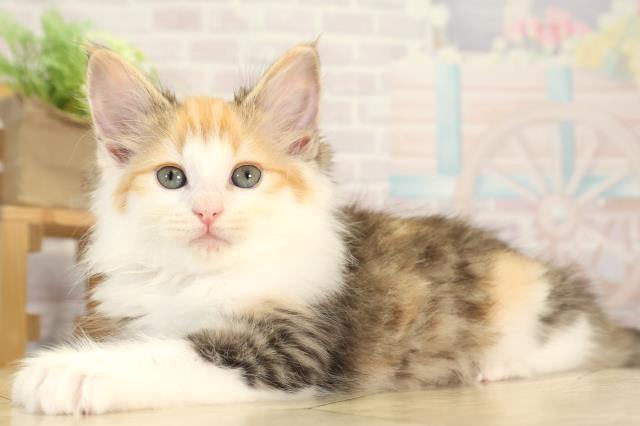 三重県のノルウェージャンフォレストキャット (Coo&RIKU津高茶屋店/2025年12月9日生まれ/女の子/キャリコ)の子猫の3枚目の画像