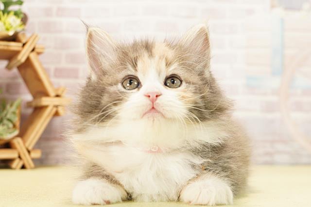 愛知県のノルウェージャンフォレストキャット (Coo&RIKU岡崎店/2025年12月9日生まれ/女の子/ダイリュートキャリコ)の子猫の1枚目の画像