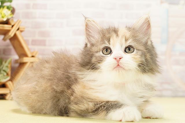 愛知県のノルウェージャンフォレストキャット (Coo&RIKU岡崎店/2025年12月9日生まれ/女の子/ダイリュートキャリコ)の子猫の2枚目の画像