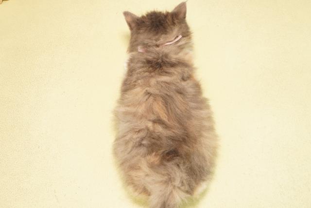 愛知県のノルウェージャンフォレストキャット (Coo&RIKU岡崎店/2025年12月9日生まれ/女の子/ダイリュートキャリコ)の子猫の4枚目の画像