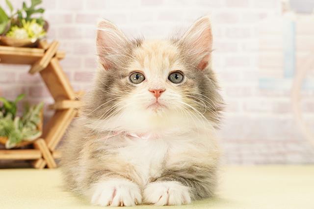 愛知県のノルウェージャンフォレストキャット (Coo&RIKU名古屋滝ノ水店/2025年12月9日生まれ/女の子/ダイリュートキャリコ)の子猫の1枚目の画像