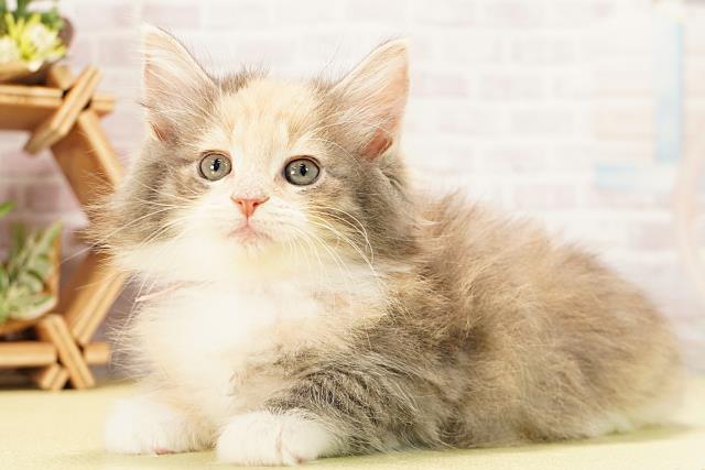 愛知県のノルウェージャンフォレストキャット (Coo&RIKU名古屋滝ノ水店/2025年12月9日生まれ/女の子/ダイリュートキャリコ)の子猫の3枚目の画像