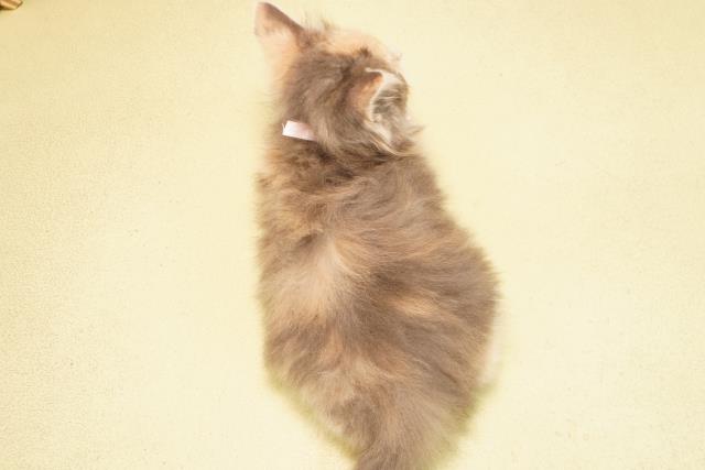 愛知県のノルウェージャンフォレストキャット (Coo&RIKU名古屋滝ノ水店/2025年12月9日生まれ/女の子/ダイリュートキャリコ)の子猫の4枚目の画像