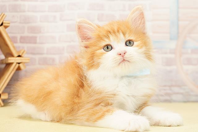 愛知県のノルウェージャンフォレストキャット (Coo&RIKU半田店/2025年12月9日生まれ/男の子/レッドタビーホワイト)の子猫の2枚目の画像