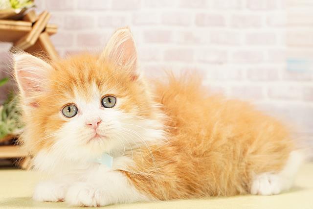 愛知県のノルウェージャンフォレストキャット (Coo&RIKU半田店/2025年12月9日生まれ/男の子/レッドタビーホワイト)の子猫の3枚目の画像