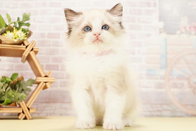 愛知県のラグドール (Coo&RIKU半田店/2025年12月2日生まれ/女の子/シールポイントバイカラー)の子猫の1枚目の画像