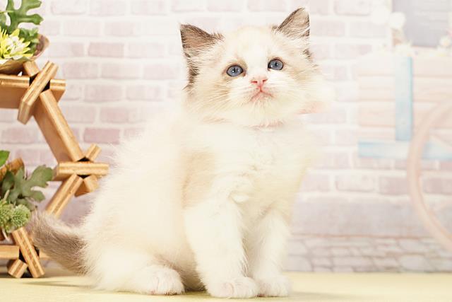 愛知県のラグドール (Coo&RIKU半田店/2025年12月2日生まれ/女の子/シールポイントバイカラー)の子猫の2枚目の画像