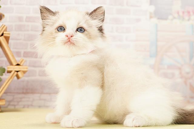 愛知県のラグドール (Coo&RIKU半田店/2025年12月2日生まれ/女の子/シールポイントバイカラー)の子猫の3枚目の画像