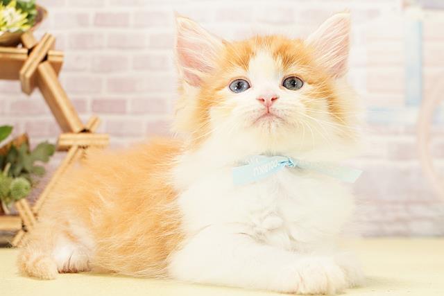 愛知県のノルウェージャンフォレストキャット (Coo&RIKU豊田店/2025年12月9日生まれ/女の子/レッドタビーホワイト)の子猫の2枚目の画像