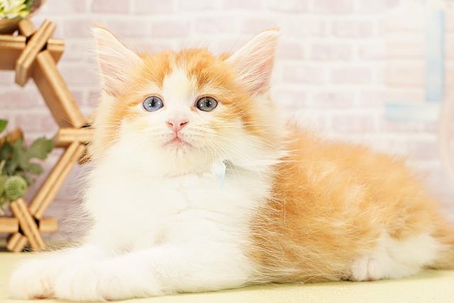 愛知県のノルウェージャンフォレストキャット (Coo&RIKU豊田店/2025年12月9日生まれ/女の子/レッドタビーホワイト)の子猫の3枚目の画像